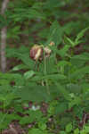 Kentuckey lady's slipper